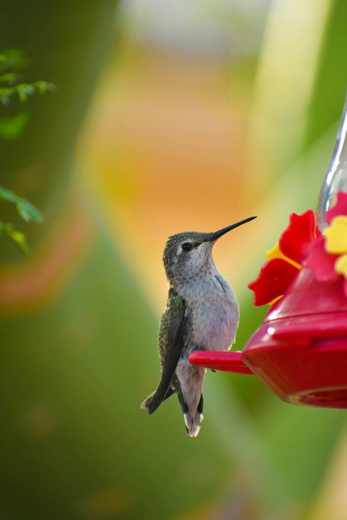 Feathered little body